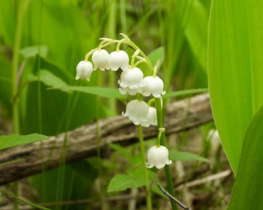 Convallaria majalis (Vadinin Avrupalı zambağı) İlkbahar Yaban Çiçeği