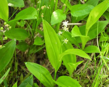 Maianthemum trifolium (Üç Yapraklı Sahte Süleyman 'ın Mührü) Kuzey Amerika yerlisi Yaban Çiçeği
