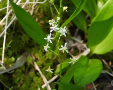 Maianthemum trifolium (Üç Yapraklı Sahte Süleyman 'ın Mührü) Kuzey Amerika yerlisi Yaban Çiçeği