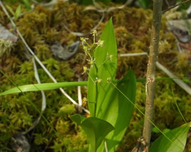 Maianthemum trifolium (Üç Yapraklı Sahte Süleyman 'ın Mührü) Kuzey Amerika yerlisi Yaban Çiçeği