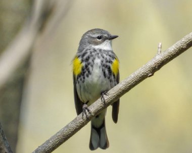 Sarı popolu Warbler (Setophaga Coronata) Kuzey Amerika Kuşu