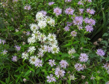 Monarda fistulosa (Vahşi Bergamot) Kuzey Amerika 'nın Kır Çiçeği
