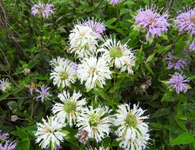 Monarda fistulosa (Vahşi Bergamot) Kuzey Amerika 'nın Kır Çiçeği