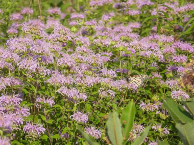 Monarda fistulosa (Vahşi Bergamot) Kuzey Amerika 'nın Kır Çiçeği