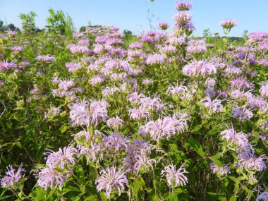 Monarda fistulosa (Vahşi Bergamot) Kuzey Amerika 'nın Kır Çiçeği