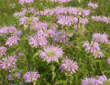 Monarda fistulosa (Vahşi Bergamot) Kuzey Amerika 'nın Kır Çiçeği