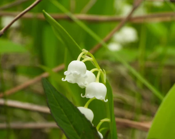 Convallaria Majalis Європейська Лілія Долині Springtime Wildflower — стокове фото