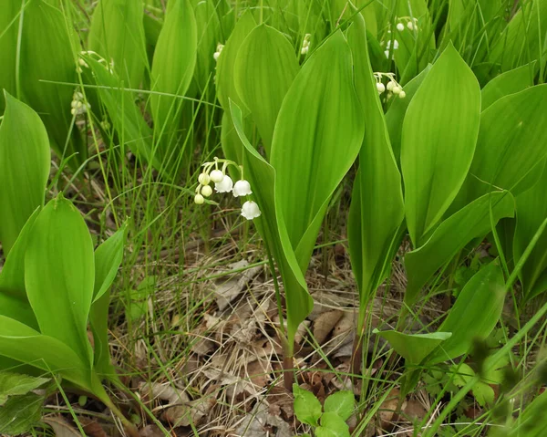 Convallaria majalis (Vadinin Avrupalı zambağı) İlkbahar Yaban Çiçeği