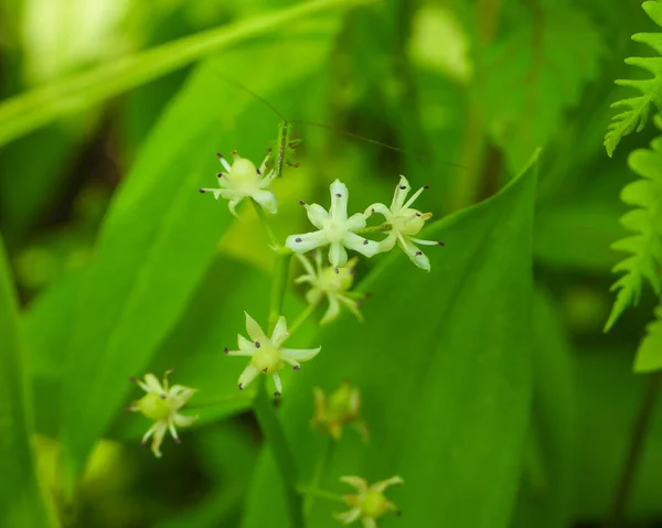Maianthemum Trifolium Faux Phoque Salomon Trois Feuilles Fleurs Sauvages Indigènes — Photo