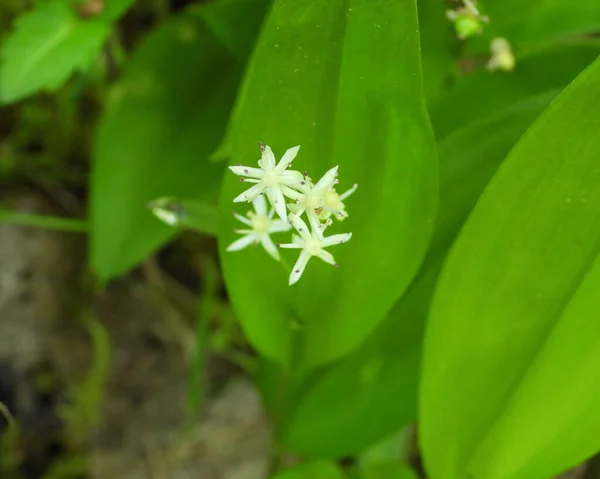 Maianthemum Trifolium Trójlistna Fałszywa Pieczęć Salomona Rdzenny Północnoamerykański Dziki Kwiat — Zdjęcie stockowe