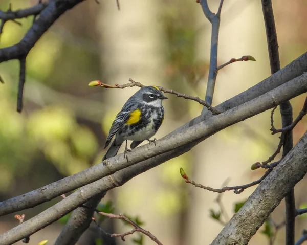 Yellow Rumped Warbler Setophaga Coronata North American Bird — Stock Photo, Image