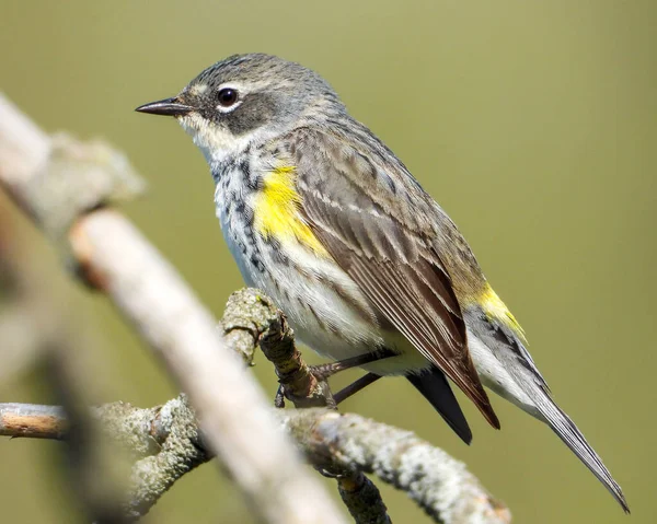 Sarı popolu Warbler (Setophaga Coronata) Kuzey Amerika Kuşu