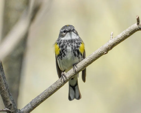 Sarı Popolu Warbler Setophaga Coronata Kuzey Amerika Kuşu — Stok fotoğraf