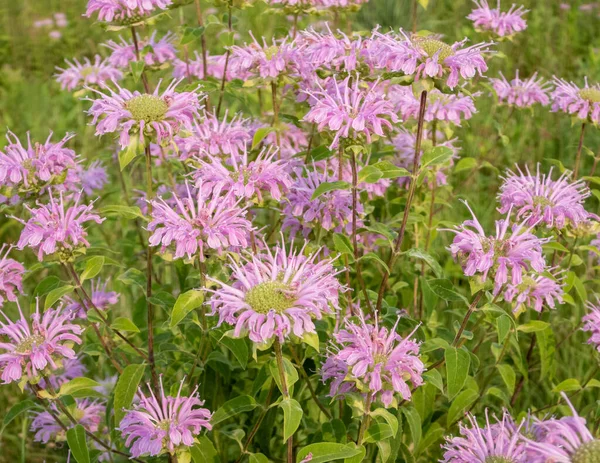 Monarda Fistulosa Wild Bergamot Native North American Prairie Wildflower — Stock Photo, Image