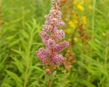 Spiraea tomentosa (Çan Çitleri) Kuzey Amerika 'nın Yerlisi Yaban Çiçeği