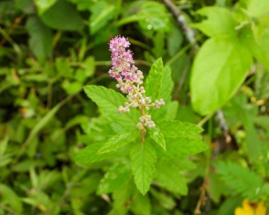 Spiraea tomentosa (Çan Çitleri) Kuzey Amerika 'nın Yerlisi Yaban Çiçeği