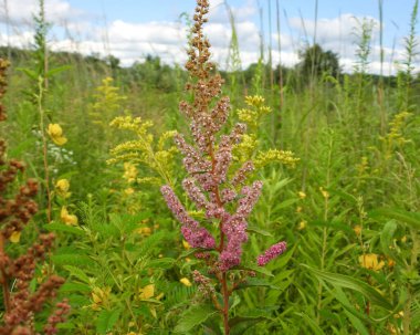 Spiraea tomentosa (Çan Çitleri) Kuzey Amerika 'nın Yerlisi Yaban Çiçeği