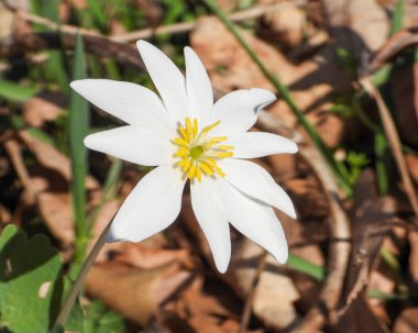 Sanguinaria kanadensis (Bloodroot) Kuzey Amerika 'nın Kır Çiçeği