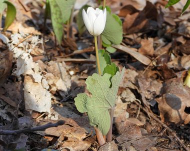 Sanguinaria kanadensis (Bloodroot) Kuzey Amerika 'nın Kır Çiçeği