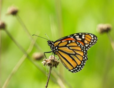 Kral Kelebeği (Danaus plexippus) Kuzey Amerika Göçmen Böceği 