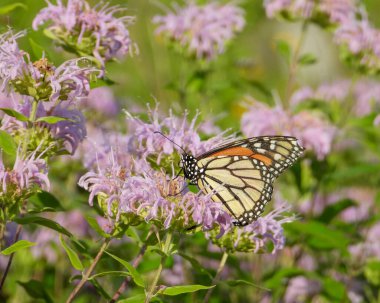 Kral Kelebeği (Danaus plexippus) Kuzey Amerika Göçmen Böceği 