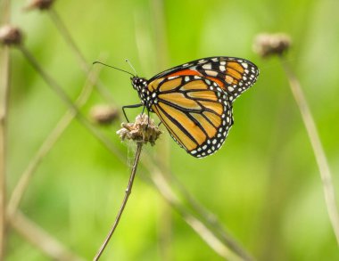 Kral Kelebeği (Danaus plexippus) Kuzey Amerika Göçmen Böceği 