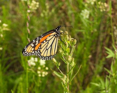Kral Kelebeği (Danaus plexippus) Kuzey Amerika Göçmen Böceği 