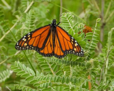 Kral Kelebeği (Danaus plexippus) Kuzey Amerika Göçmen Böceği 