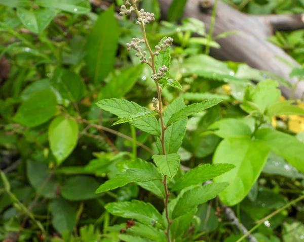 Spiraea Tomentosa Steeplebush Flor Silvestre Nativa América Norte — Fotografia de Stock