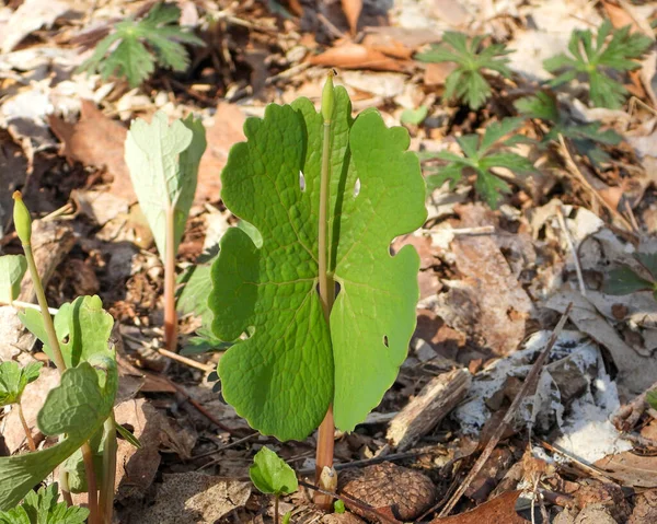 Sanguinaria Canadensis Bloodroot Native North American Spring Woodland Wildflower — Stock fotografie
