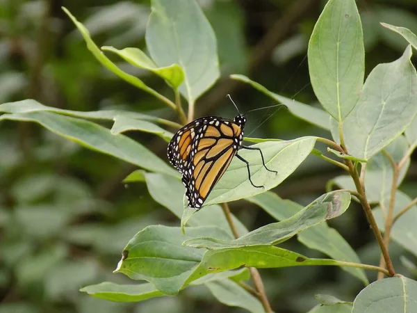 Mariposa Monarca Danaus Plexippus Insectos Migratorios Norteamericanos — Foto de Stock