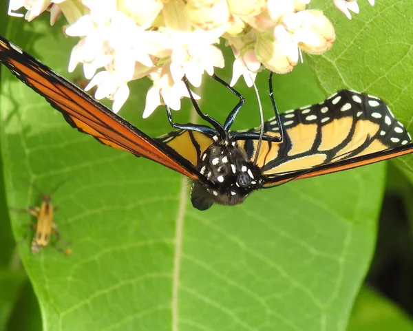 Papillon Monarque Danaus Plexippus Insecte Migrateur Nord Américain — Photo