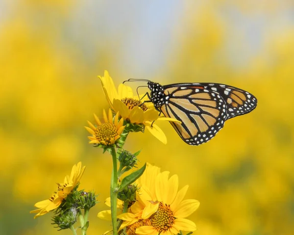 Монарх Метелик Danaus Plexippus Північноамериканська Мігруюча Комаха — стокове фото