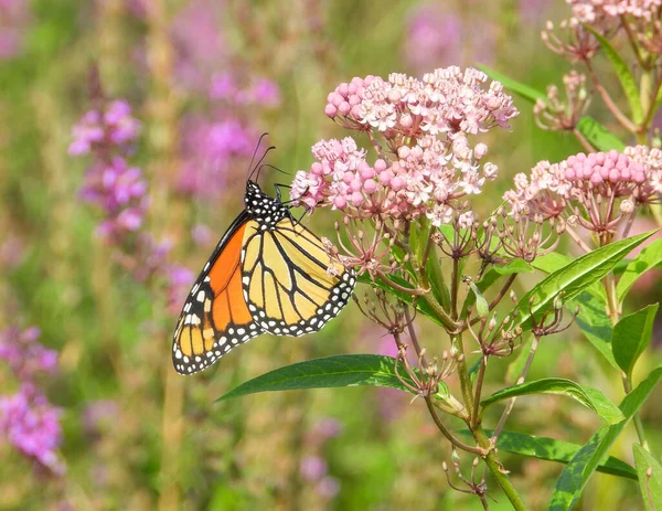 Kral Kelebeği (Danaus plexippus) Kuzey Amerika Göçmen Böceği 