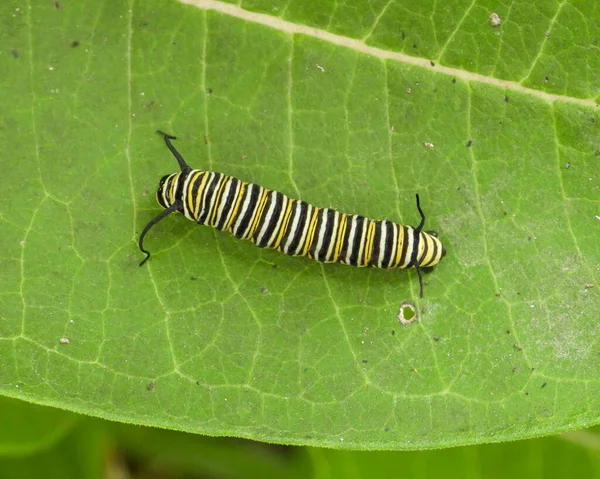 Monarch Butterfly Caterpillar Danaus Plexippus Pohjois Amerikan Muuttohyönteinen — kuvapankkivalokuva