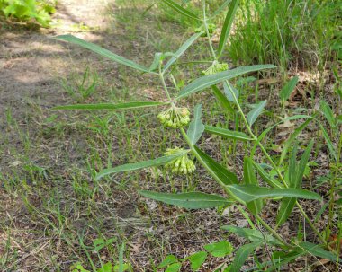 Asclepias viridiflora (Yeşil Süt Yosunu) Kuzey Amerika Yerlisi Yabani Çiçek