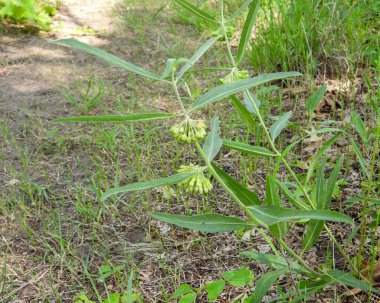Asclepias viridiflora (Yeşil Süt Yosunu) Kuzey Amerika Yerlisi Yabani Çiçek