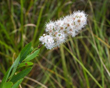 Spiraea alba (Beyaz Meadowsweet) Kuzey Amerika 'nın Yaban Çiçeği