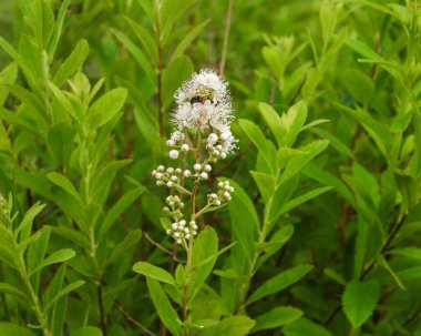 Spiraea alba (Beyaz Meadowsweet) Kuzey Amerika 'nın Yaban Çiçeği