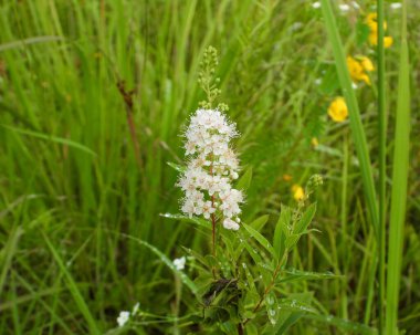 Spiraea alba (Beyaz Meadowsweet) Kuzey Amerika 'nın Yaban Çiçeği