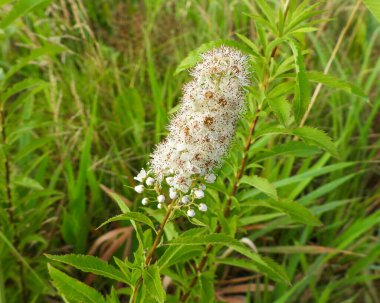 Spiraea alba (Beyaz Meadowsweet) Kuzey Amerika 'nın Yaban Çiçeği