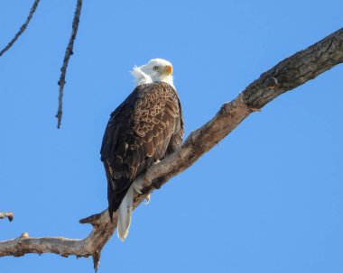 Kel Kartal (Haliaeetus leucocephalus) Kuzey Amerika Yırtıcı Kuş
