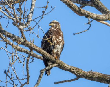 Kel Kartal (Haliaeetus leucocephalus) Kuzey Amerika Yırtıcı Kuş
