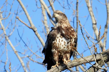 Kel Kartal (Haliaeetus leucocephalus) Kuzey Amerika Yırtıcı Kuş