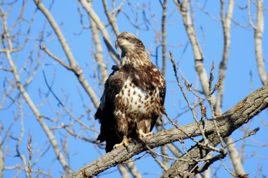 Kel Kartal (Haliaeetus leucocephalus) Kuzey Amerika Yırtıcı Kuş