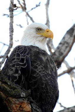 Kel Kartal (Haliaeetus leucocephalus) Kuzey Amerika Yırtıcı Kuş