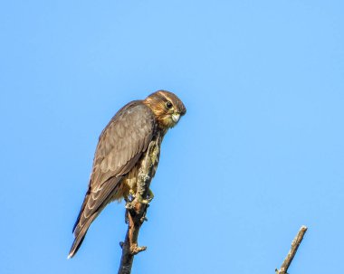 Merlin (Falco columbarius) Kuzey Amerika Şahini