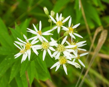 Doellingeria umbellata (Düz Tepeli Beyaz Aster) Kuzey Amerika yerlisi Yaban Çiçeği