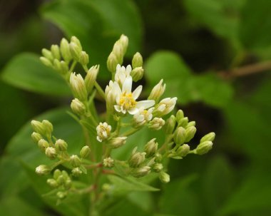 Doellingeria umbellata (Düz Tepeli Beyaz Aster) Kuzey Amerika yerlisi Yaban Çiçeği