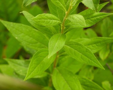 Doellingeria umbellata (Düz Tepeli Beyaz Aster) Kuzey Amerika yerlisi Yaban Çiçeği
